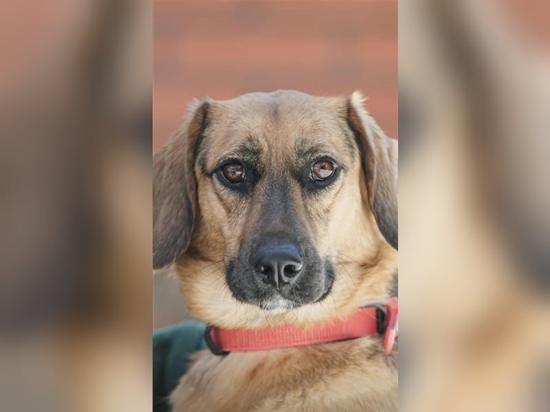 Manja - sanfte Hundeseele sucht liebevolle Familie zum Ankommen!