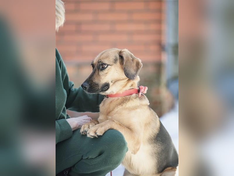 Manja - sanfte Hundeseele sucht liebevolle Familie zum Ankommen!