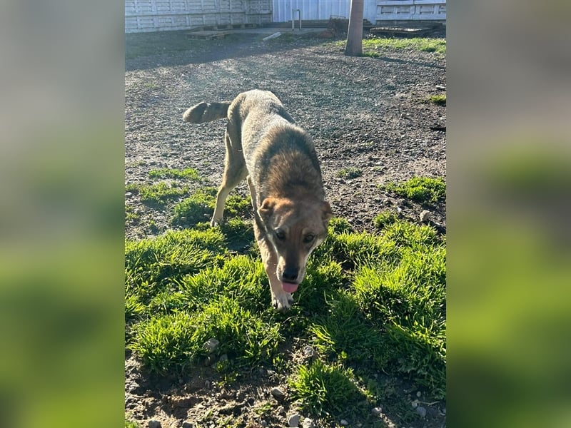 IMANI - Zuhause gesucht