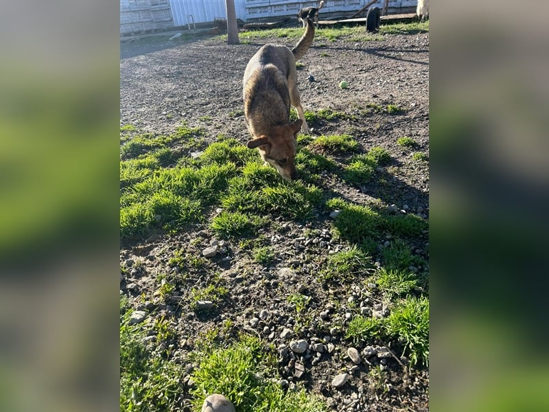 IMANI - Zuhause gesucht