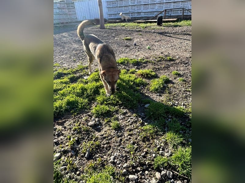 IMANI - Zuhause gesucht