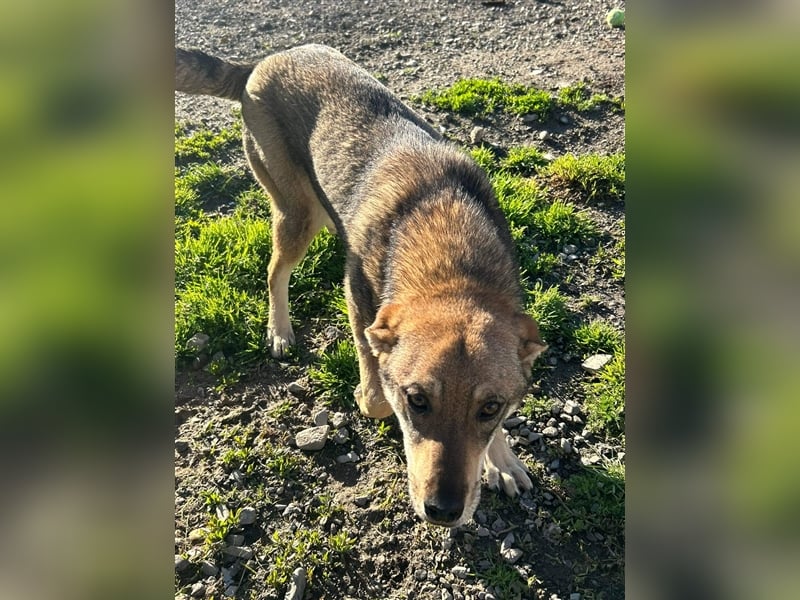 IMANI - Zuhause gesucht