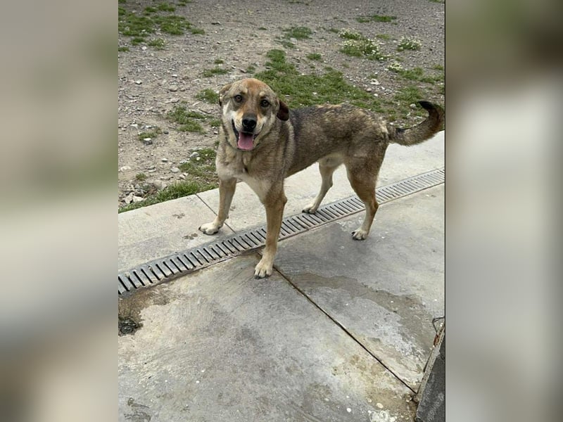IMANI - Zuhause gesucht