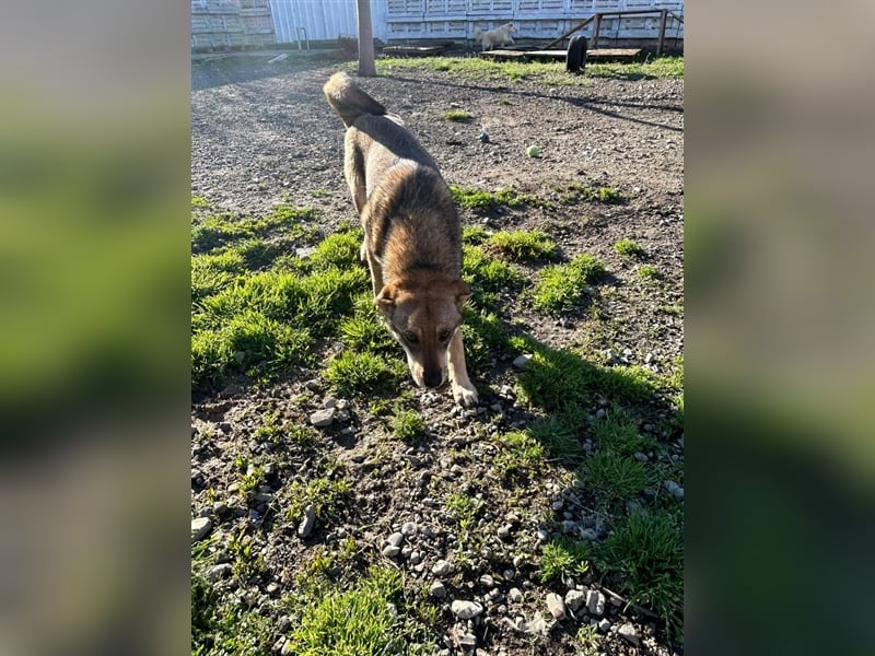 IMANI - Zuhause gesucht