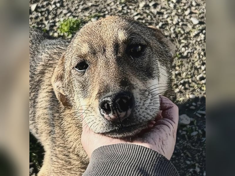 IMANI - Zuhause gesucht