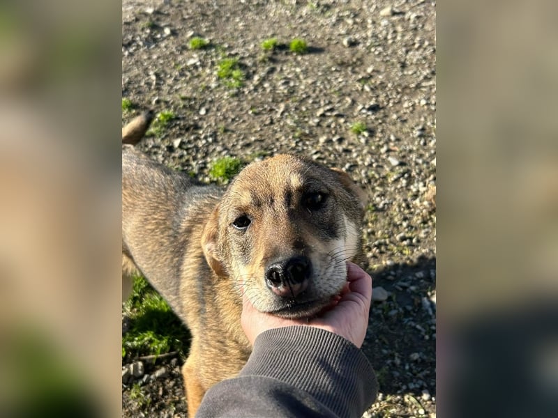 IMANI - Zuhause gesucht