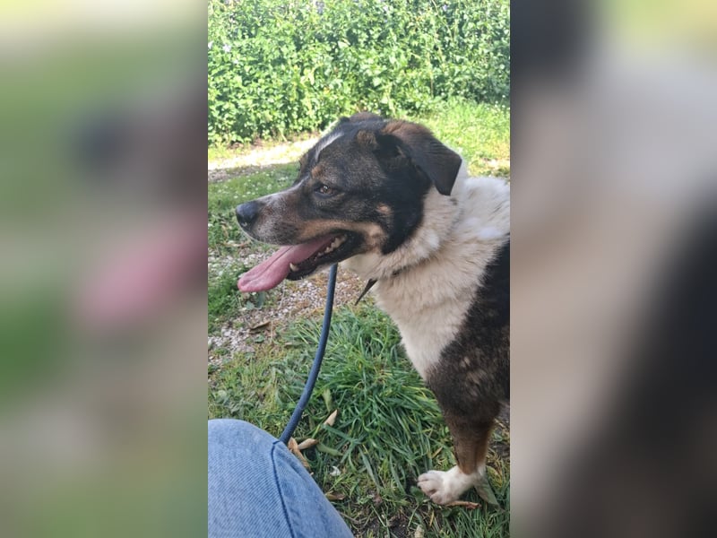 Verschmuste Hündin sucht Zuhause