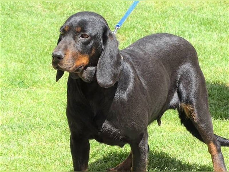Lena, Brackenmischling