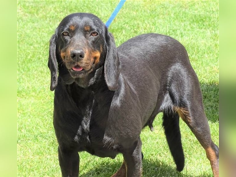 Lena, Brackenmischling