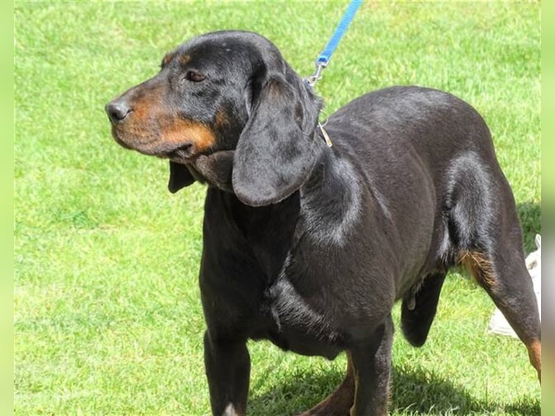 Lena, Brackenmischling