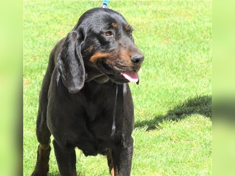 Lena, Brackenmischling