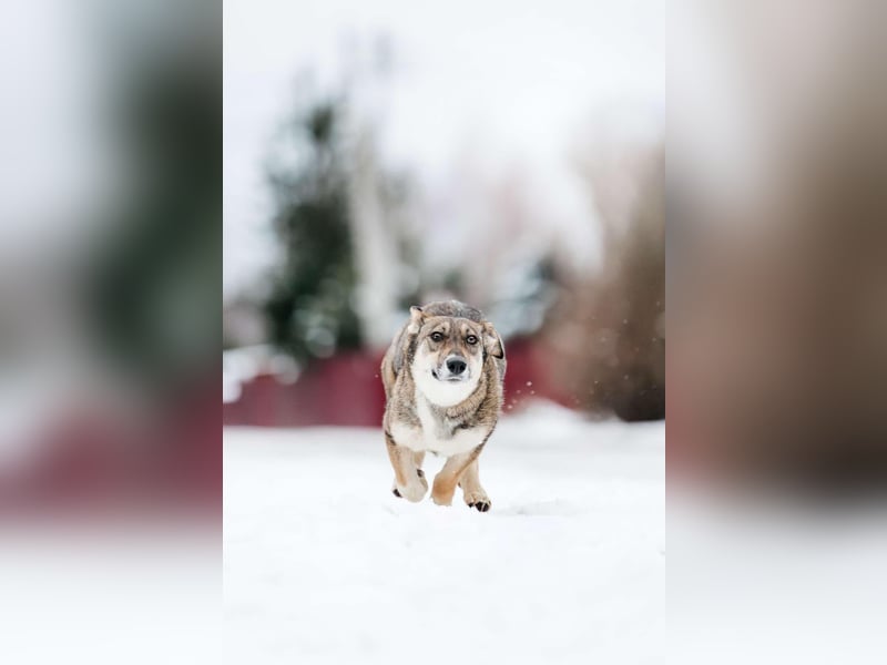 Fröhliche Fiona sucht ihr Zuhause