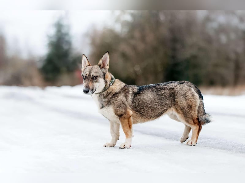 Fröhliche Fiona sucht ihr Zuhause