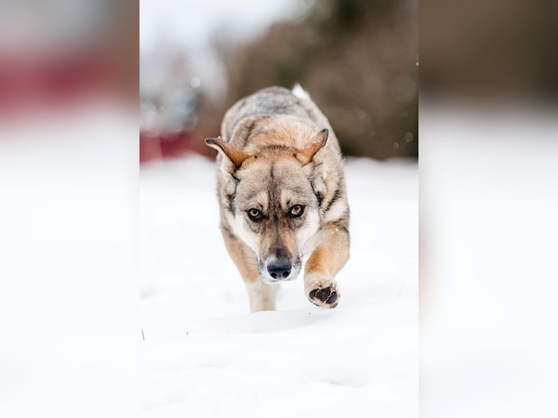 Fröhliche Fiona sucht ihr Zuhause