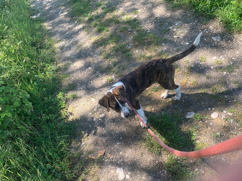 Valentina sucht ihr Zuhause