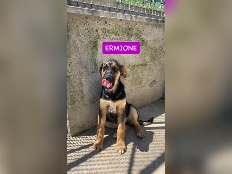 Ermione sucht ihr liebevolles Zuhause