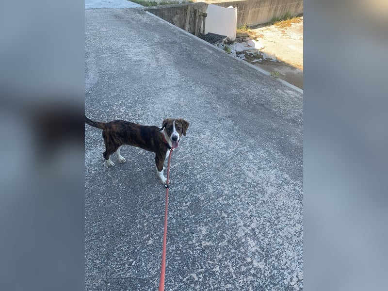 Valentina sucht ihr Zuhause