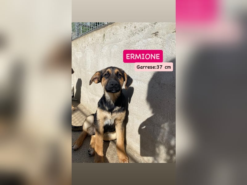 Ermione sucht ihr liebevolles Zuhause