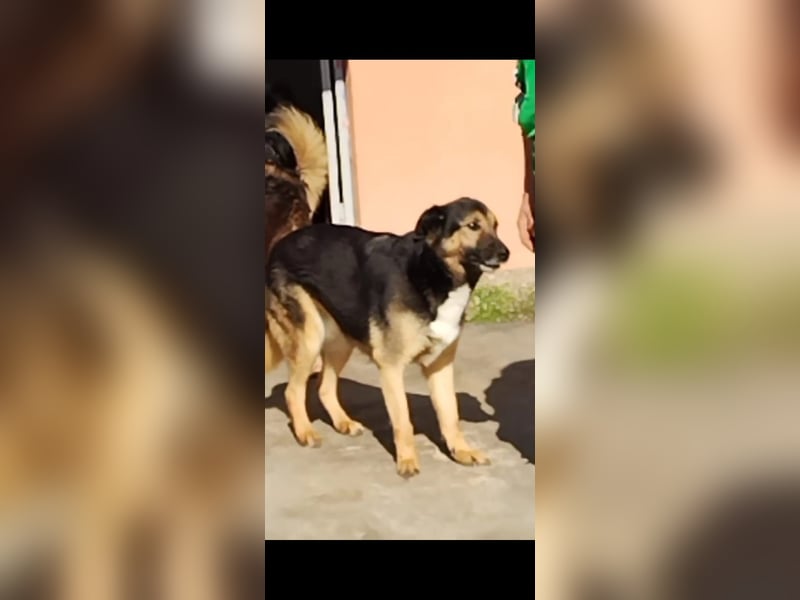 Lupetta sucht ihre Menschen