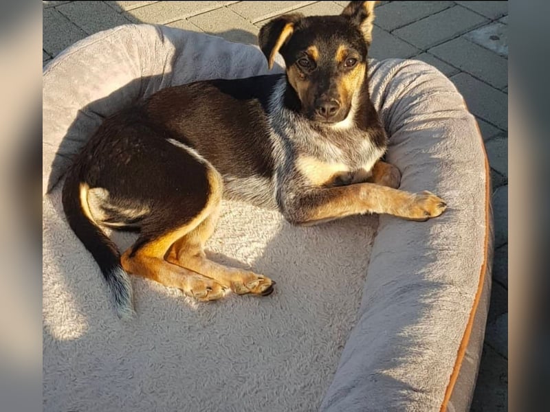 Kensi sucht ihr Zuhause