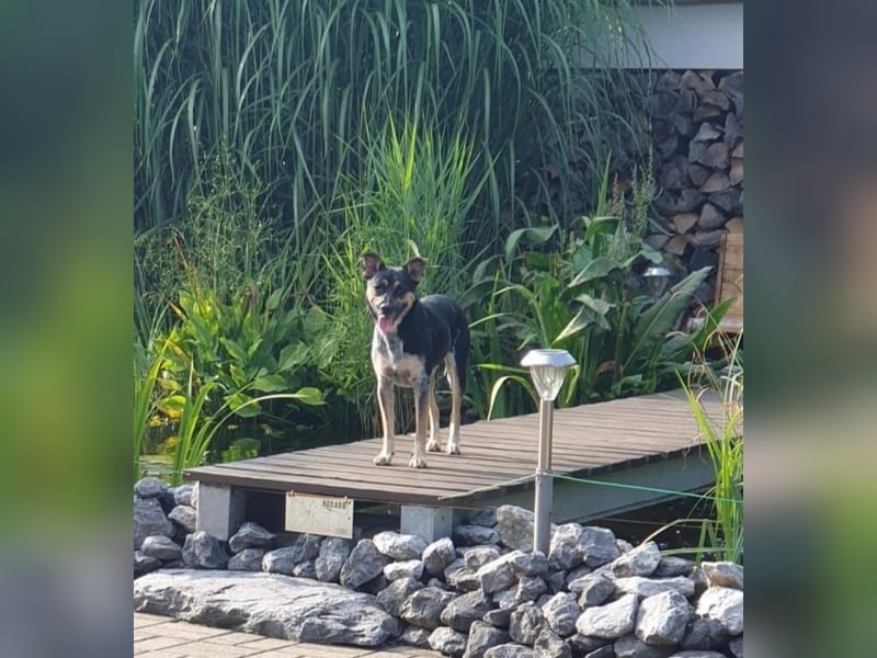 Kensi sucht ihr Zuhause