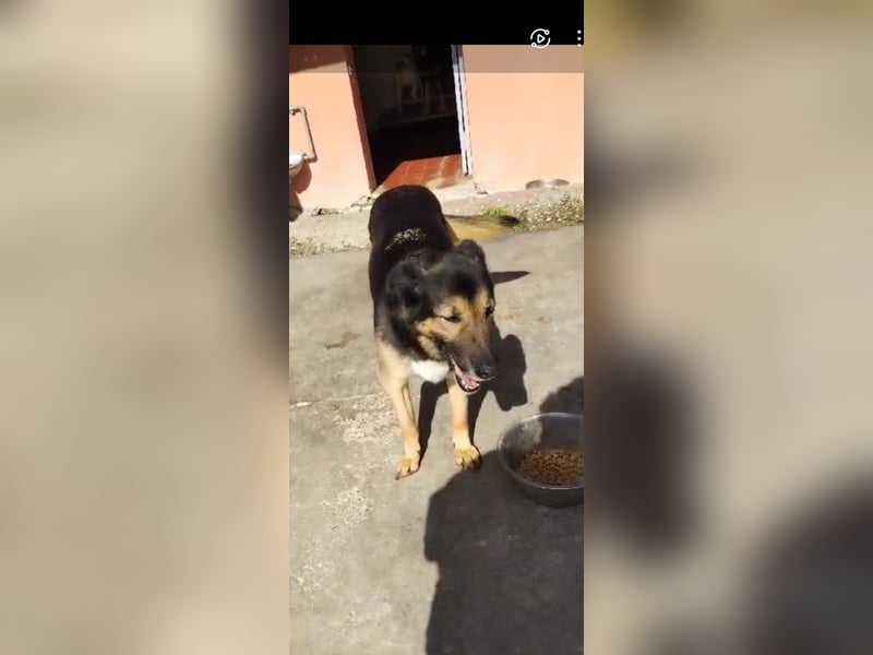 Lupetta sucht ihre Menschen