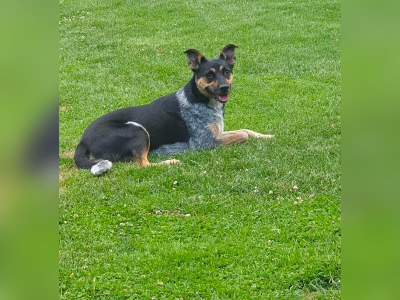 Kensi sucht ihr Zuhause