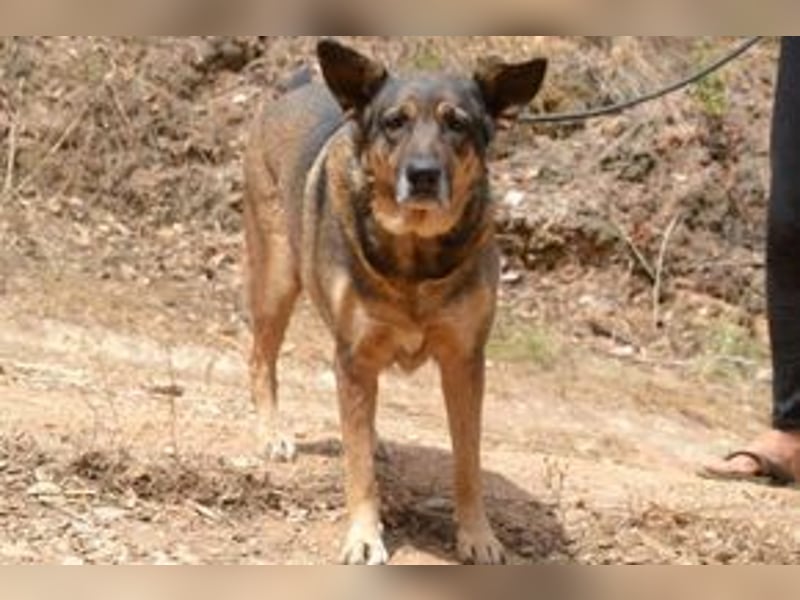 Joy, eine von vier Hunden, die dringend ein neues Zuhause benötigen
