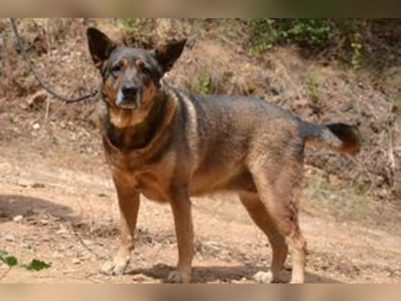 Joy, eine von vier Hunden, die dringend ein neues Zuhause benötigen
