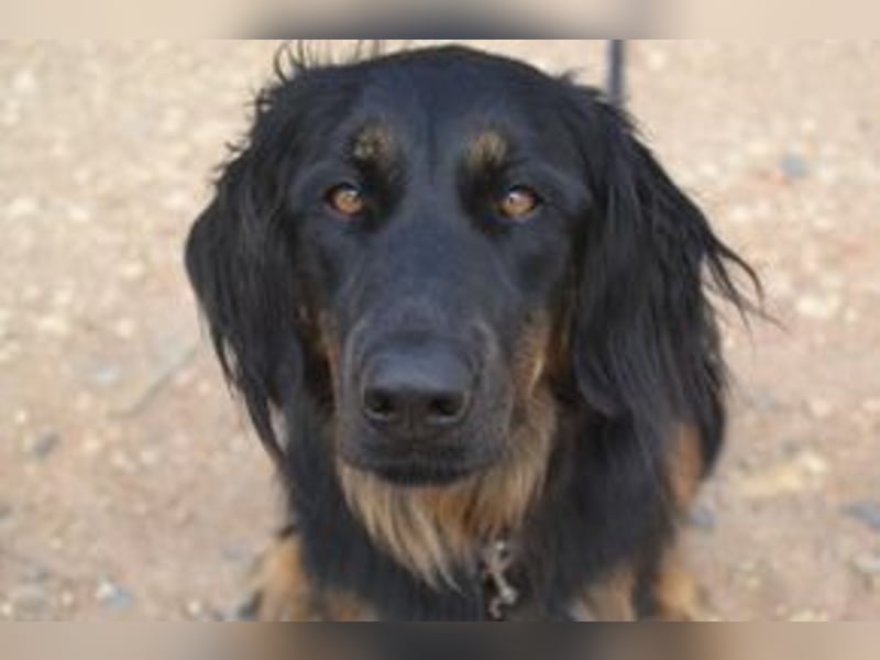 Bella, eine treue Gefährtin mit freundlichem Wesen