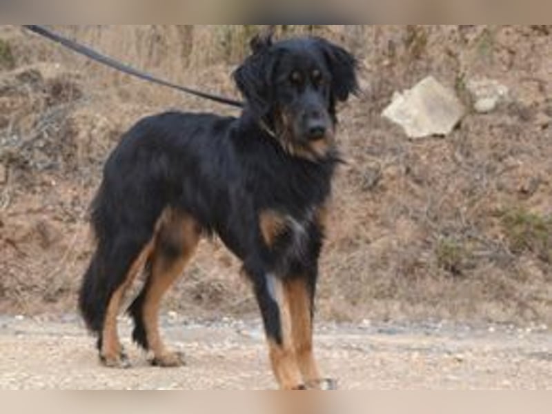 Bella, eine treue Gefährtin mit freundlichem Wesen