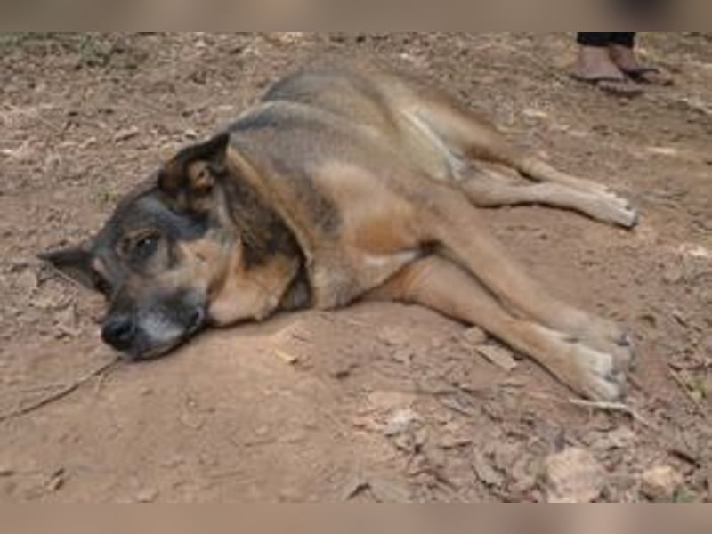 Joy, eine von vier Hunden, die dringend ein neues Zuhause benötigen