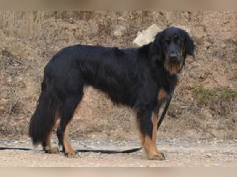 Bella, eine treue Gefährtin mit freundlichem Wesen