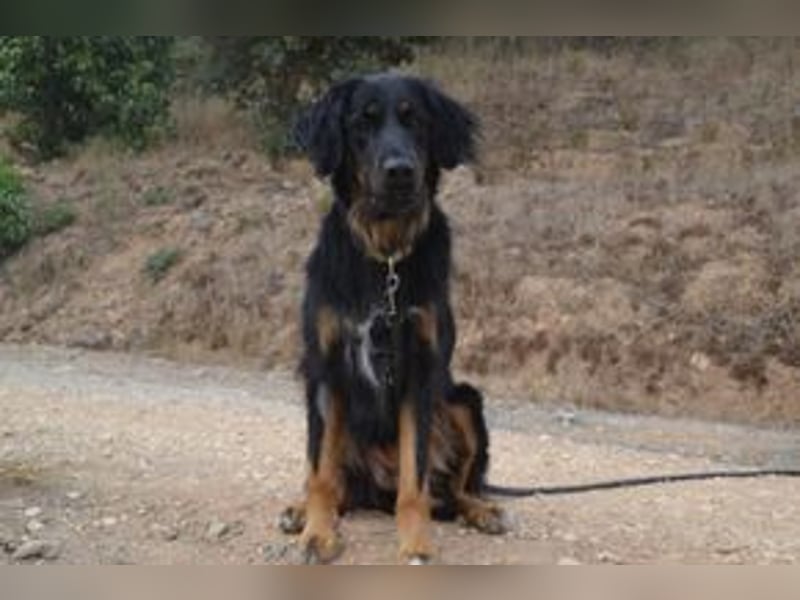 Bella, eine treue Gefährtin mit freundlichem Wesen