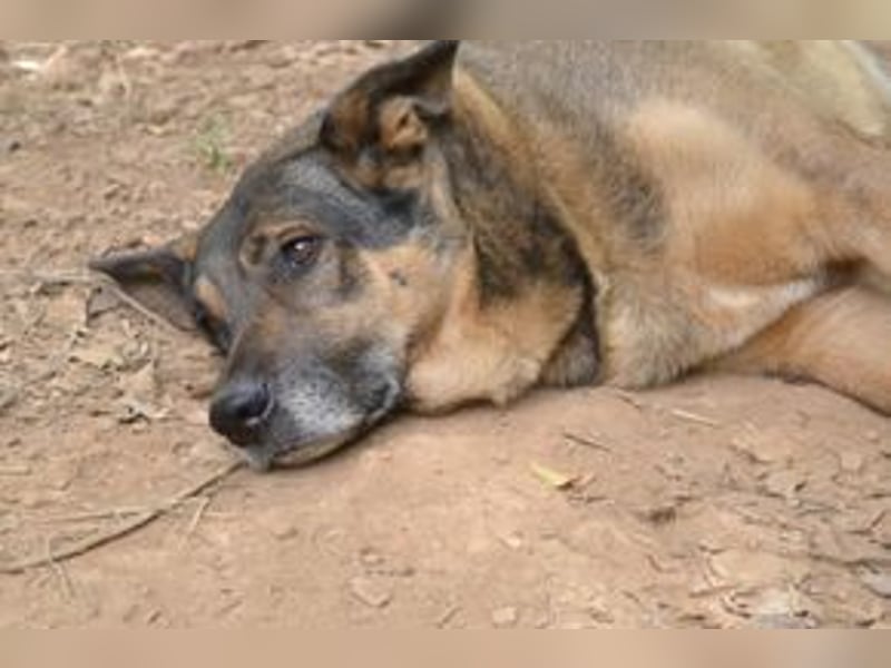 Joy, eine von vier Hunden, die dringend ein neues Zuhause benötigen