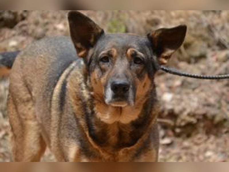 Joy, eine von vier Hunden, die dringend ein neues Zuhause benötigen