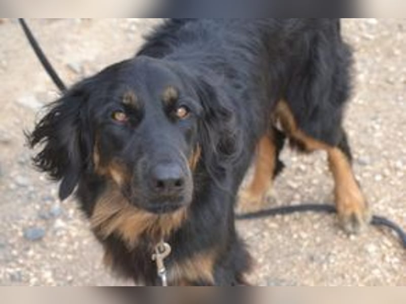 Bella, eine treue Gefährtin mit freundlichem Wesen