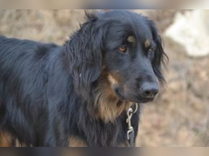 Bella, eine treue Gefährtin mit freundlichem Wesen