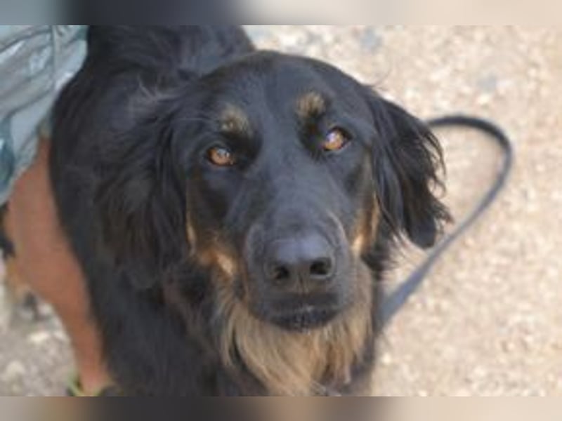 Bella, eine treue Gefährtin mit freundlichem Wesen