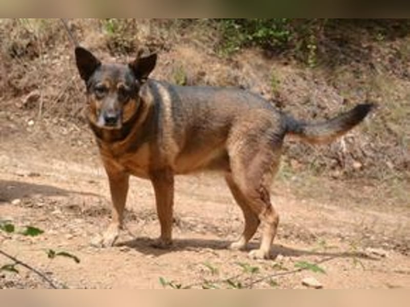 Joy, eine von vier Hunden, die dringend ein neues Zuhause benötigen