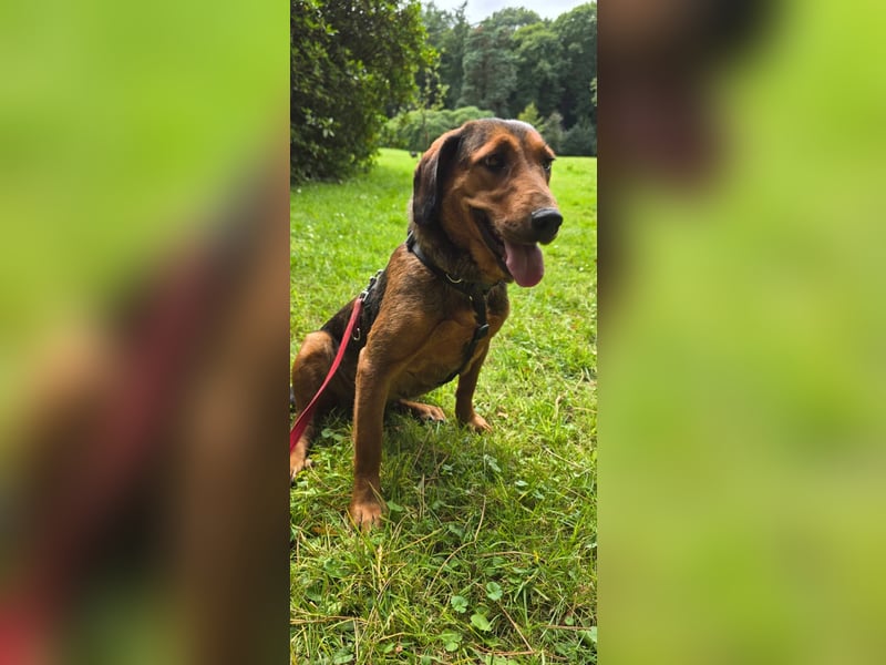 Anka – eine kleine Hundeseele auf der Suche nach Liebe