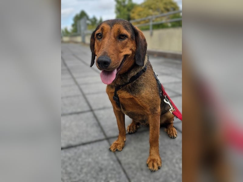 Anka – eine kleine Hundeseele auf der Suche nach Liebe