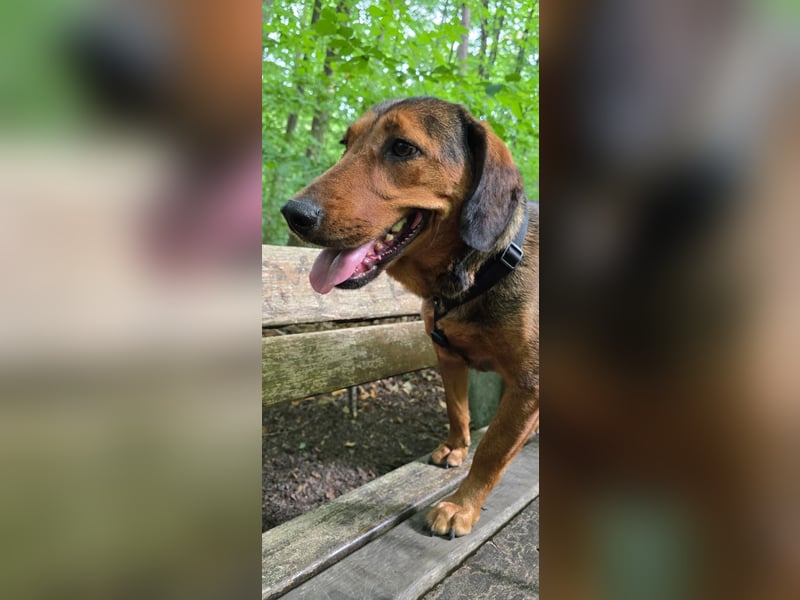 Anka – eine kleine Hundeseele auf der Suche nach Liebe