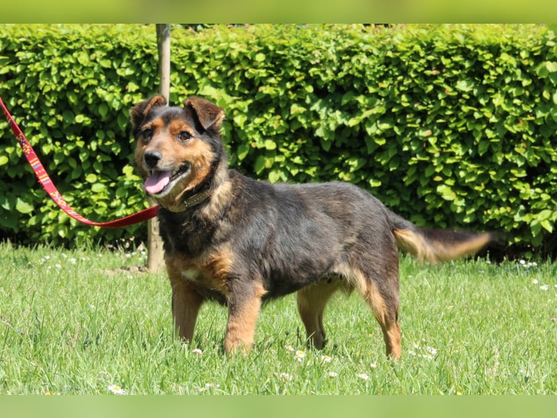 Berta unser Herzenshund...