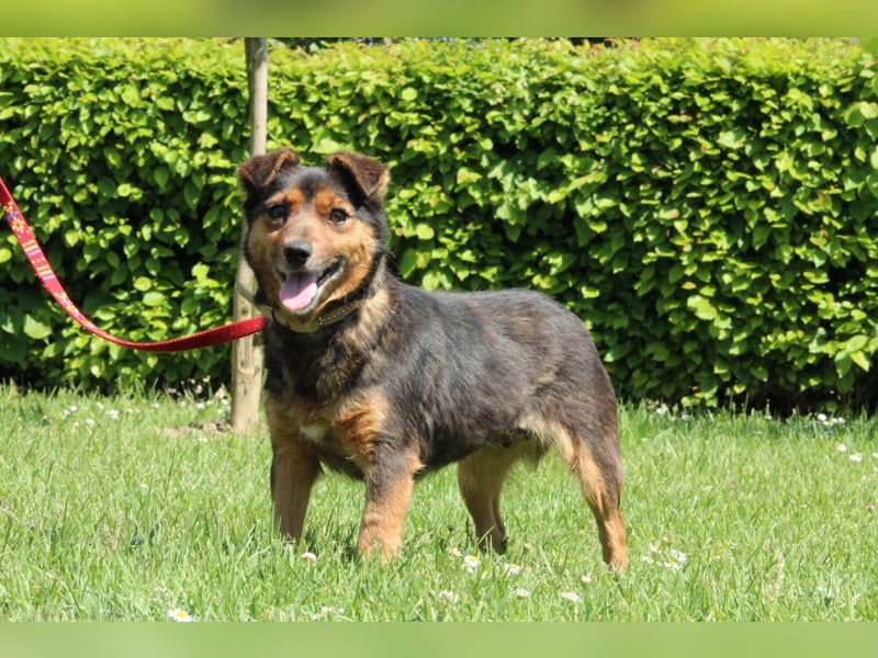 Berta unser Herzenshund...