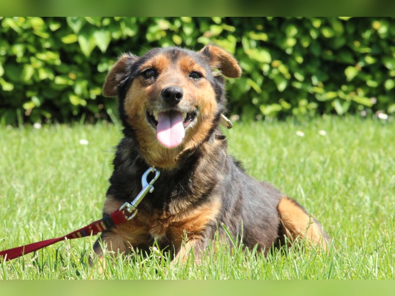 Berta unser Herzenshund...