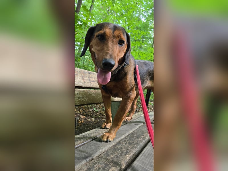 Anka – eine kleine Hundeseele auf der Suche nach Liebe