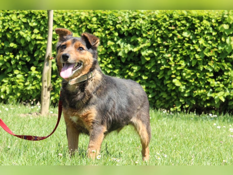 Berta unser Herzenshund...