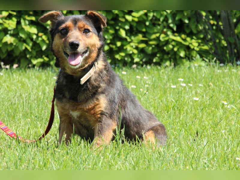 Berta unser Herzenshund...