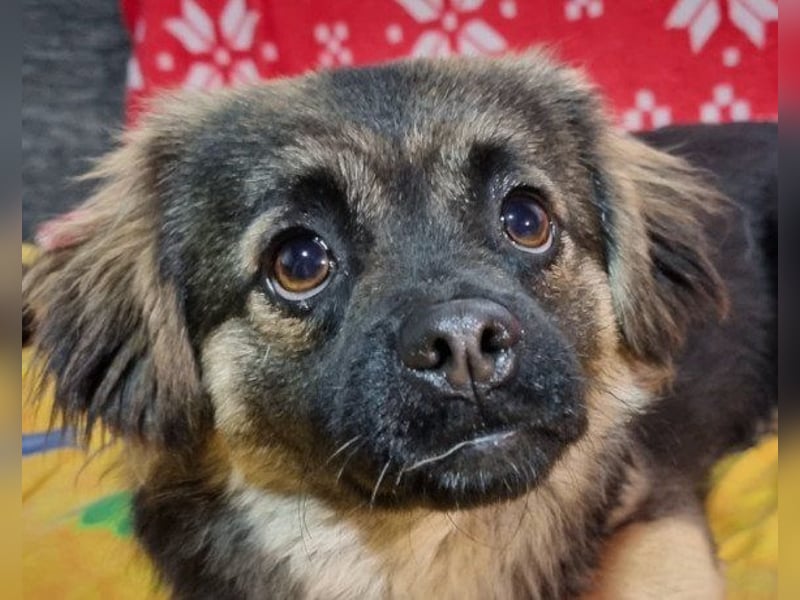 Kleine, feine ♥Roma♥ auf Körbchensuche